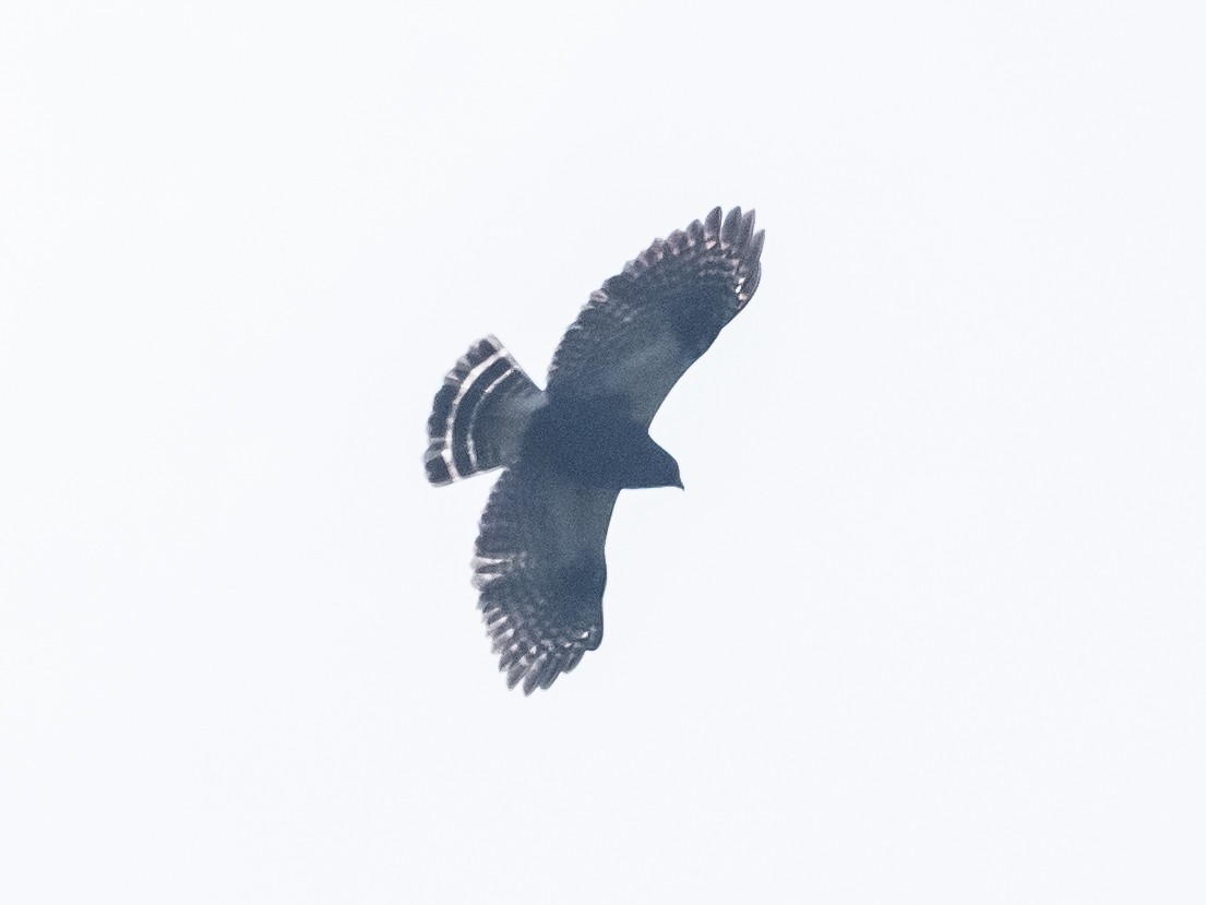 White-rumped Hawk - ML620645768