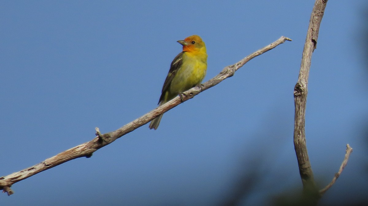 Western Tanager - ML620645769