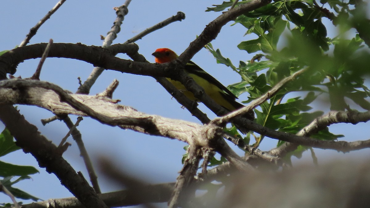 Western Tanager - ML620645770