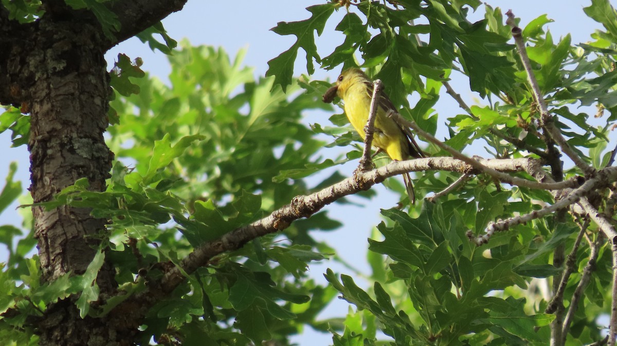 Western Tanager - ML620645771
