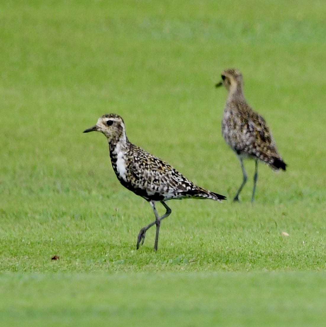 Pacific Golden-Plover - ML620645772