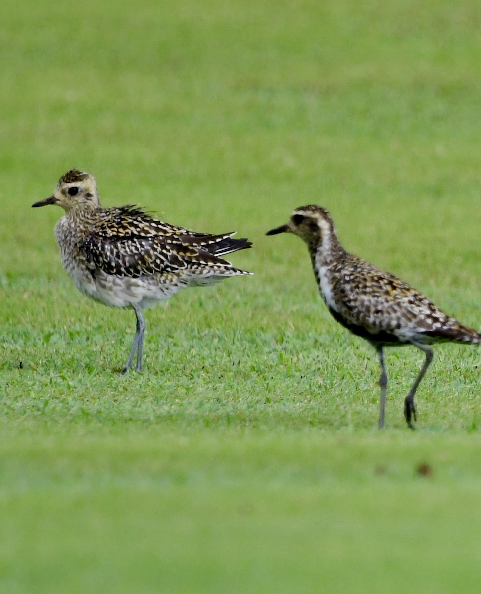 Chorlito Dorado Siberiano - ML620645773