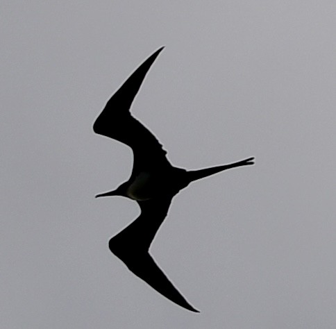 Great Frigatebird - ML620645775