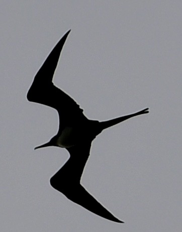 Great Frigatebird - ML620645776