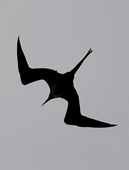 Great Frigatebird - ML620645777