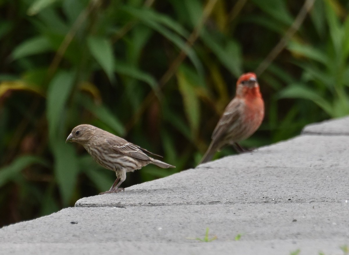 House Finch - ML620645778