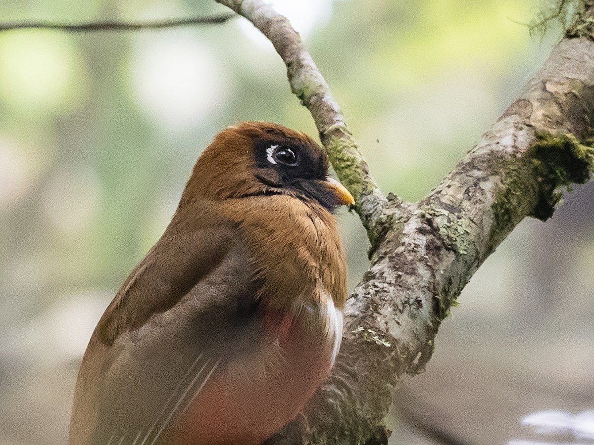 Trogon masqué - ML620645779