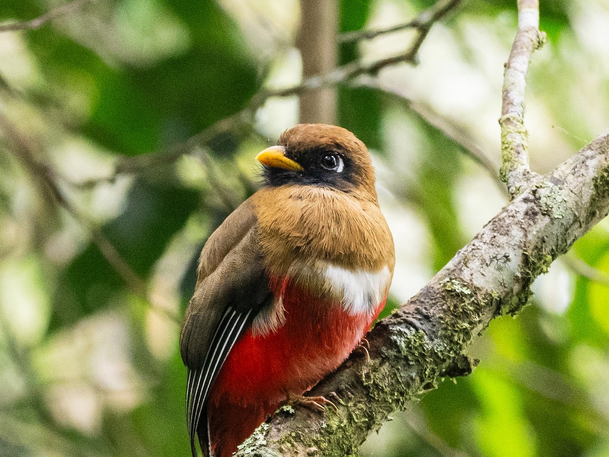 Masked Trogon - ML620645781