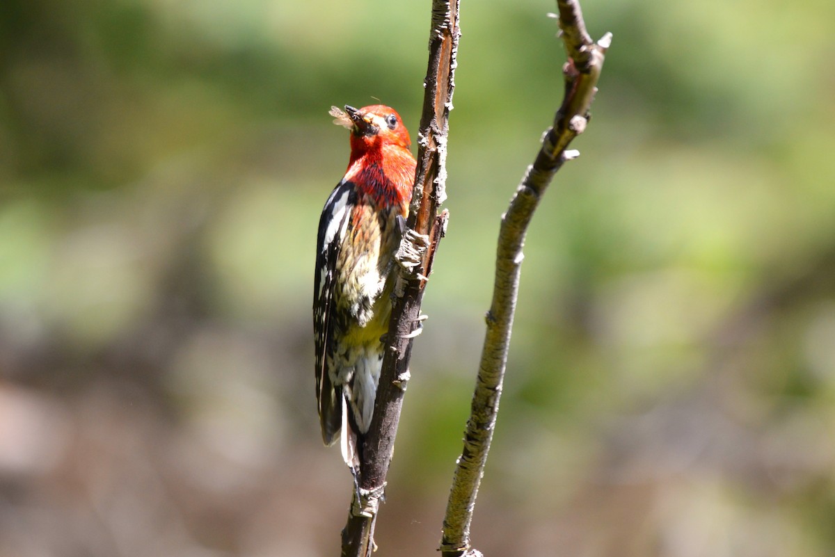 Red-breasted Sapsucker - ML620645782