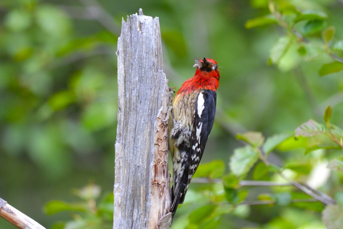 Red-breasted Sapsucker - Henry deJong