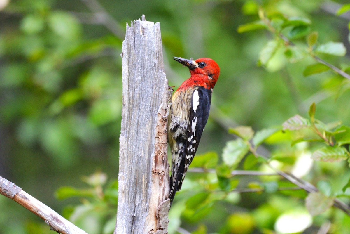 Red-breasted Sapsucker - ML620645784