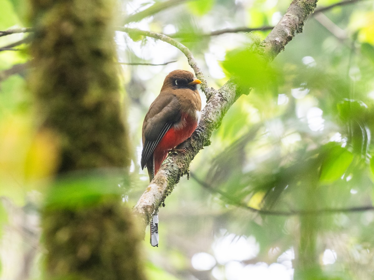 Masked Trogon - ML620645788