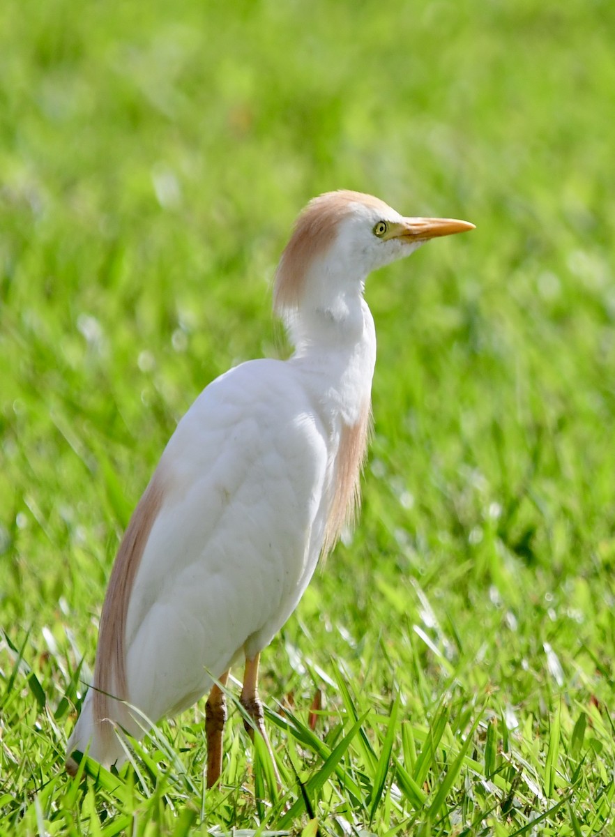Чапля єгипетська (підвид ibis) - ML620645790