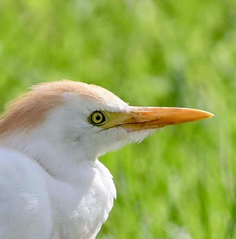 Western Cattle Egret - Ryan Rupp