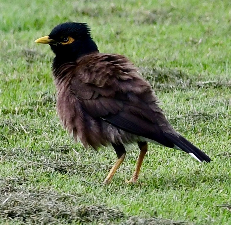 Common Myna - ML620645793