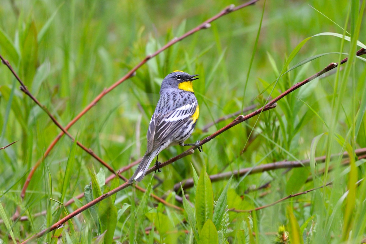 Yellow-rumped Warbler - ML620645795