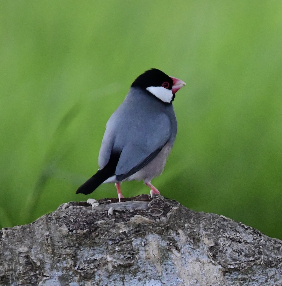 Java Sparrow - ML620645797