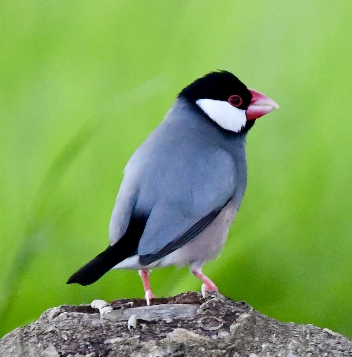 Java Sparrow - ML620645798