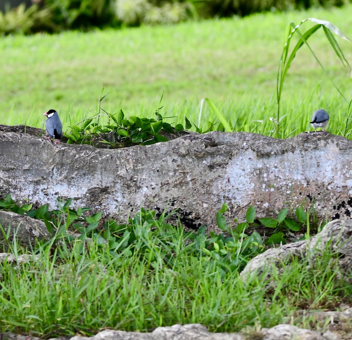 Java Sparrow - ML620645799