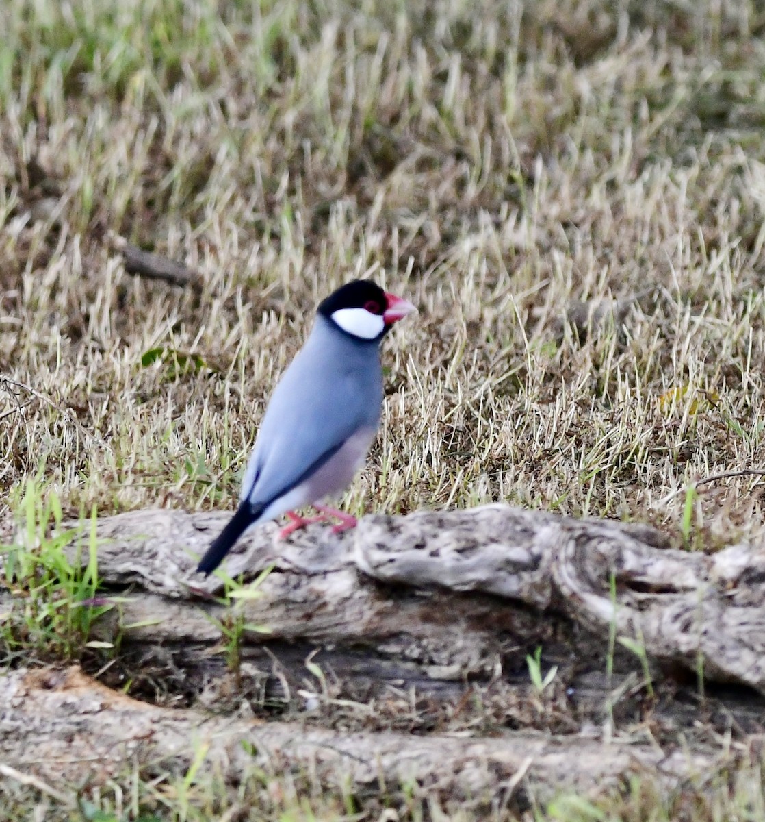 Java Sparrow - ML620645800