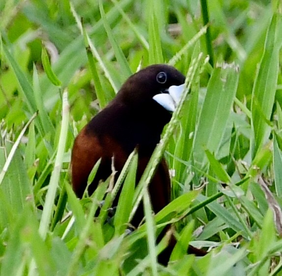 Chestnut Munia - ML620645805