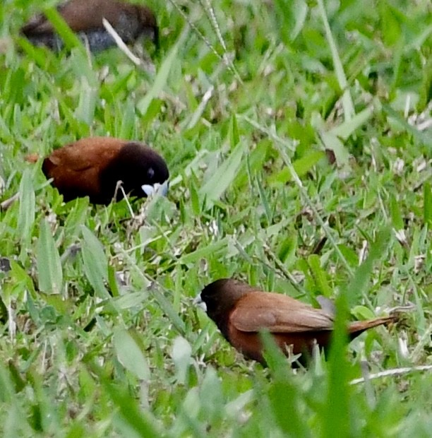 Chestnut Munia - ML620645806