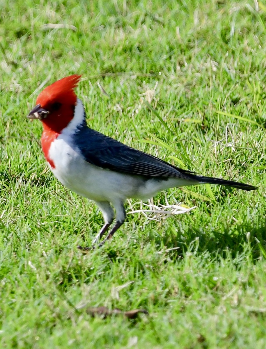 Red-crested Cardinal - ML620645811