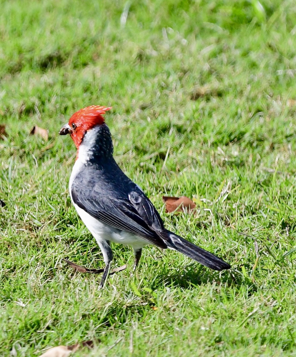 Red-crested Cardinal - ML620645812