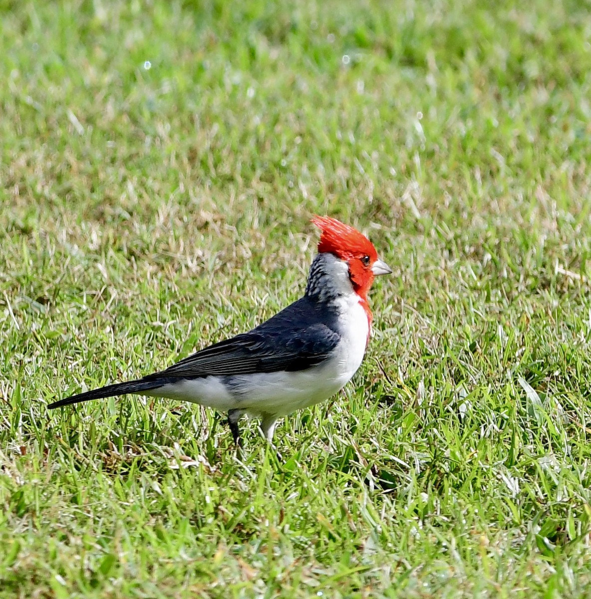 Red-crested Cardinal - ML620645813