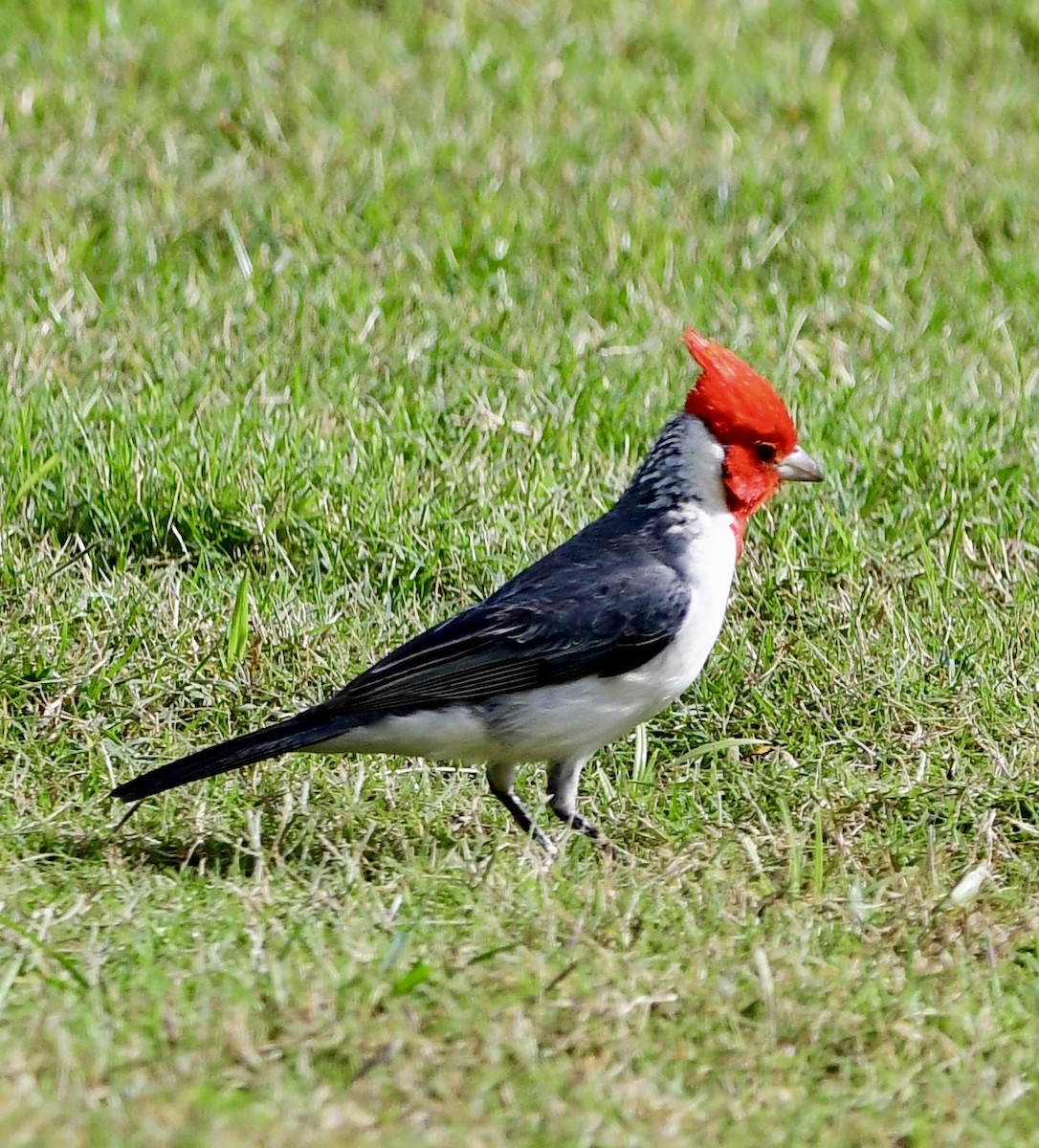 Red-crested Cardinal - ML620645814
