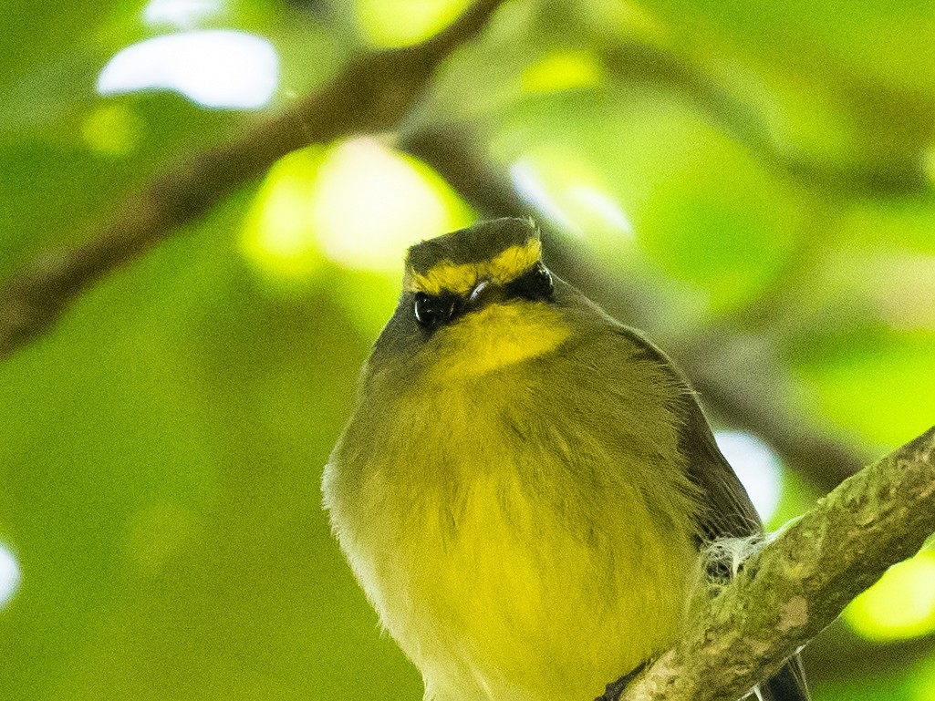 Yellow-bellied Chat-Tyrant - ML620645816