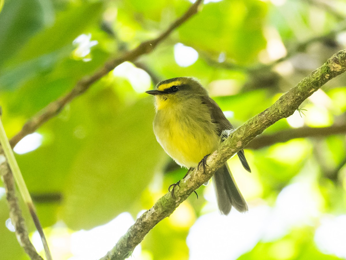 Yellow-bellied Chat-Tyrant - ML620645817