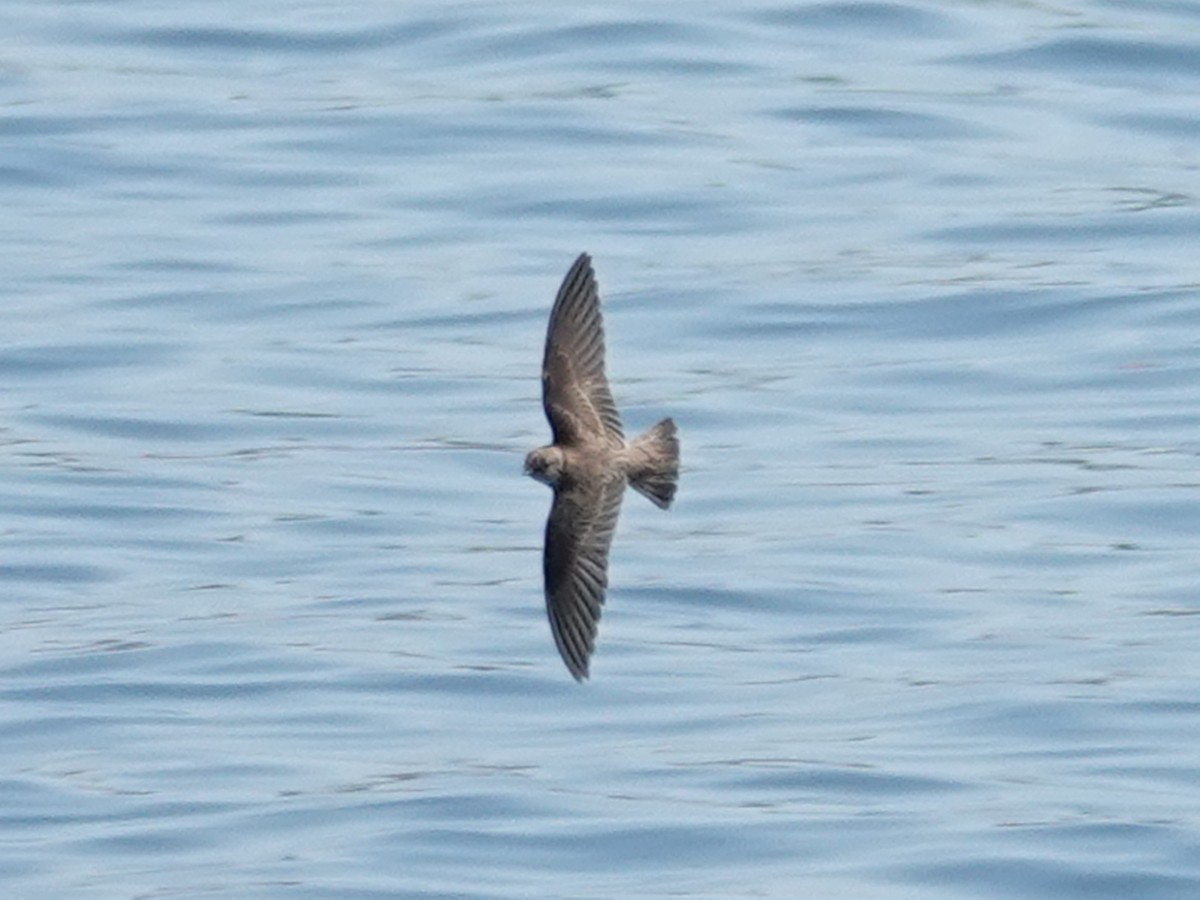 Northern Rough-winged Swallow - ML620645818