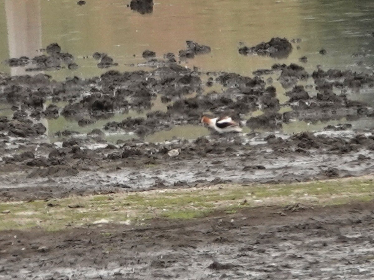 Avoceta Americana - ML620645820