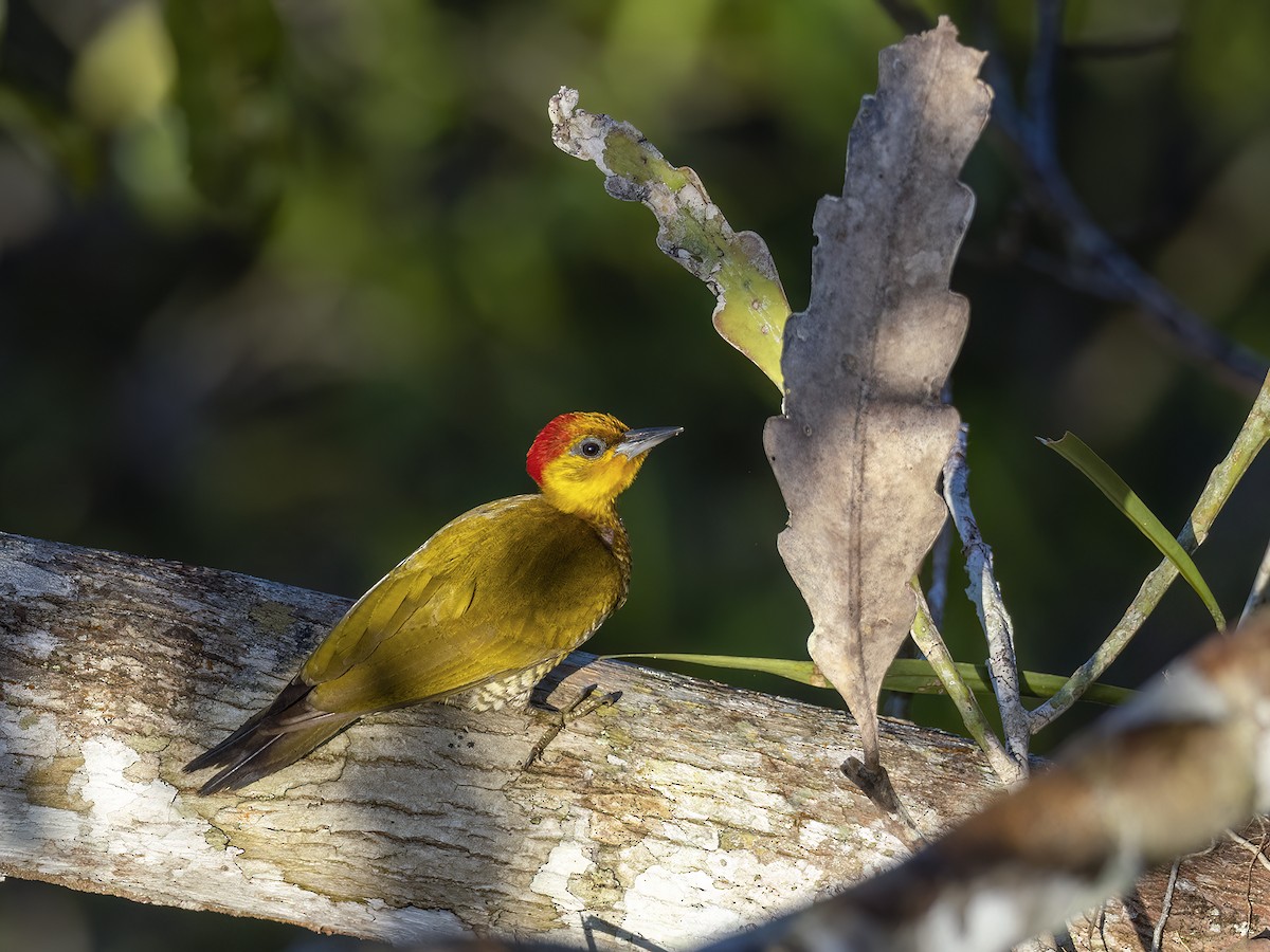 Yellow-throated Woodpecker - ML620645821