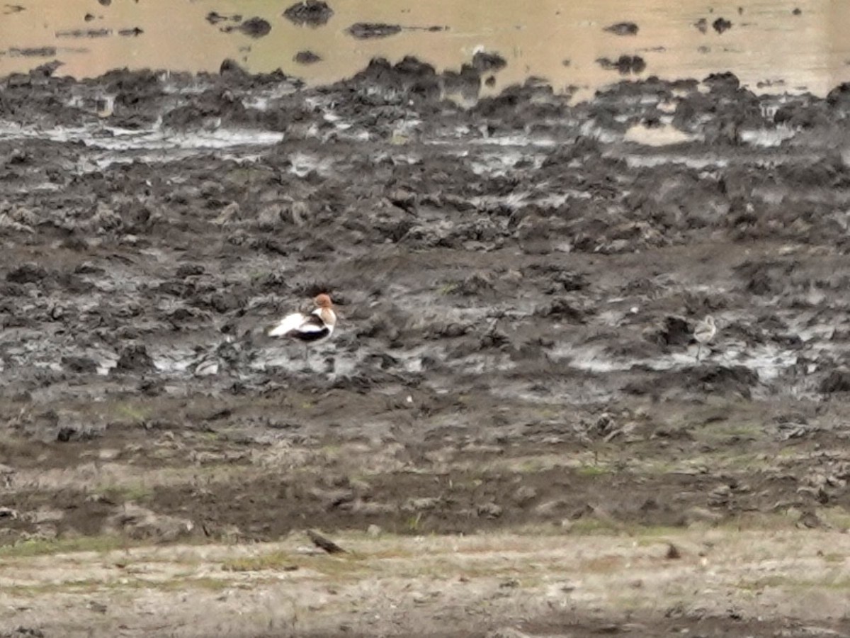 Avoceta Americana - ML620645822