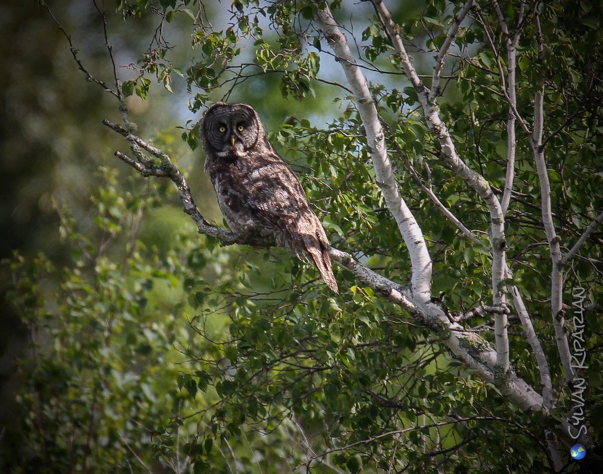 Great Gray Owl - ML620645829