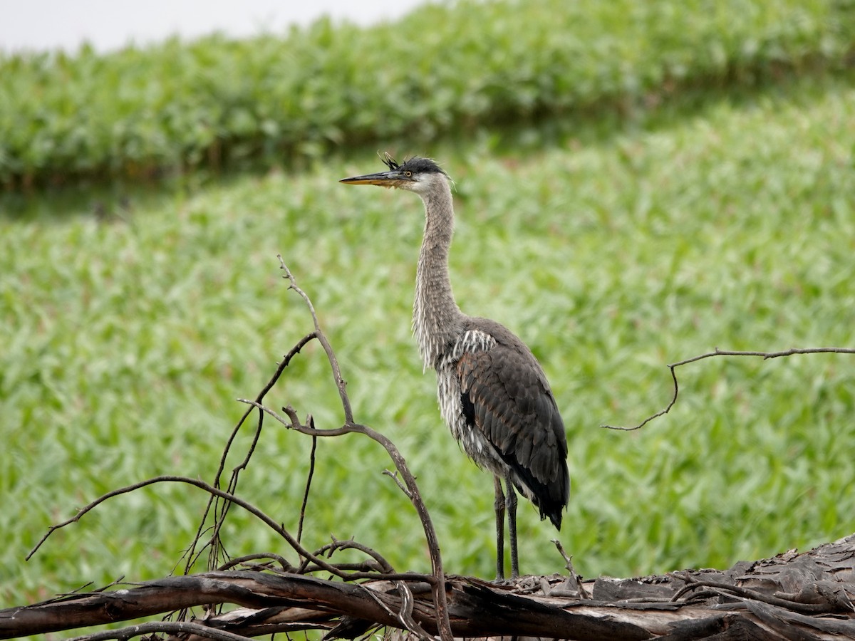 Great Blue Heron - ML620645830