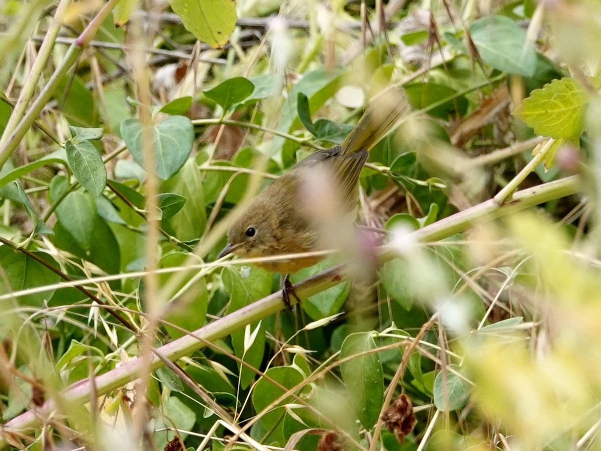 Common Yellowthroat - ML620645832