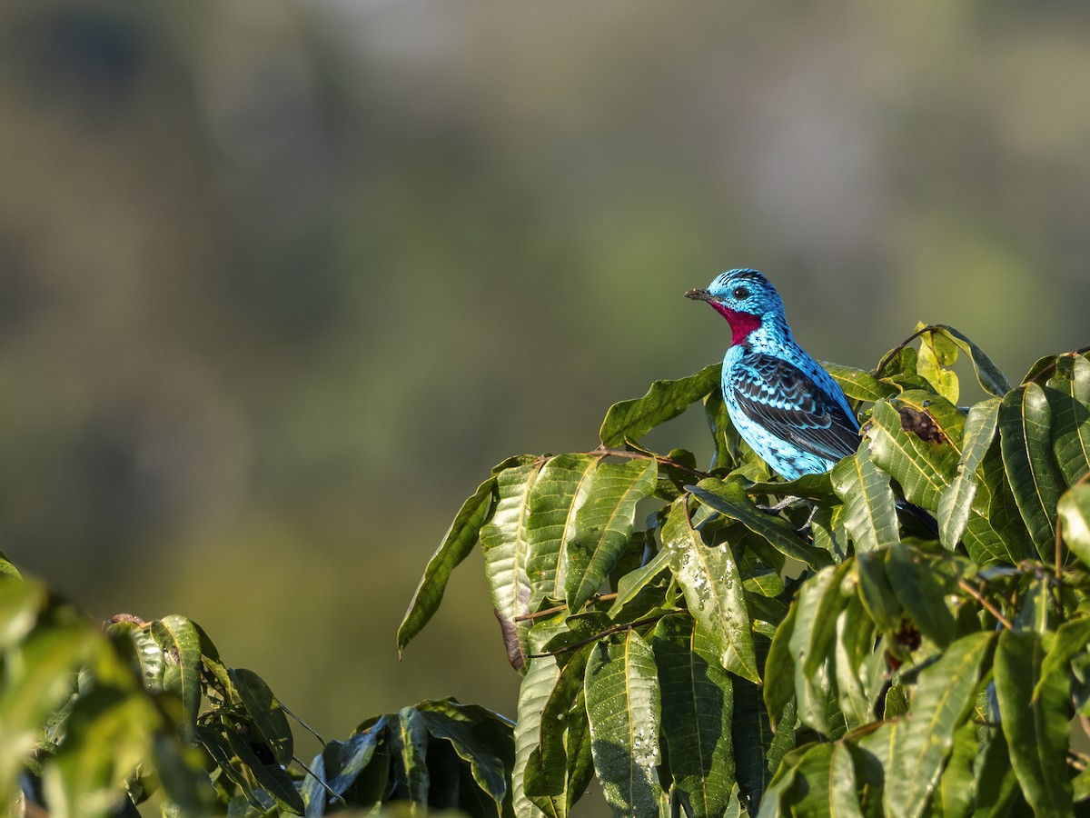 Spangled Cotinga - ML620645834