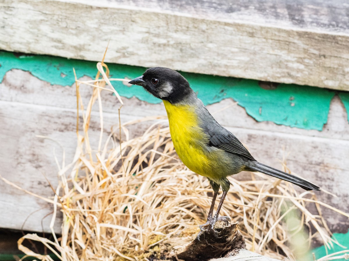 Santa Marta Brushfinch - ML620645838