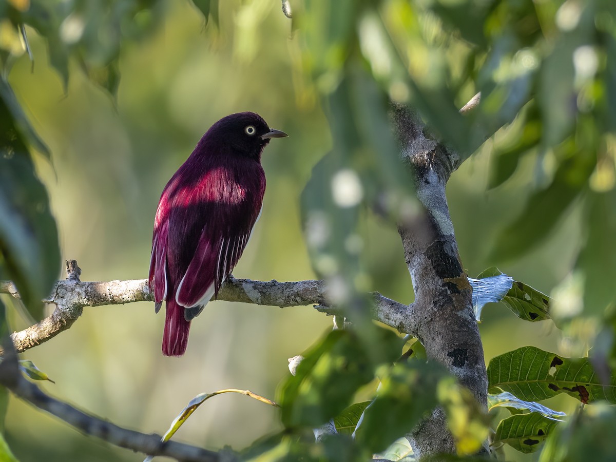 Pompadour Cotinga - ML620645839