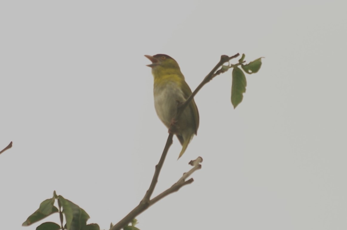 Rufous-browed Peppershrike - ML620645841