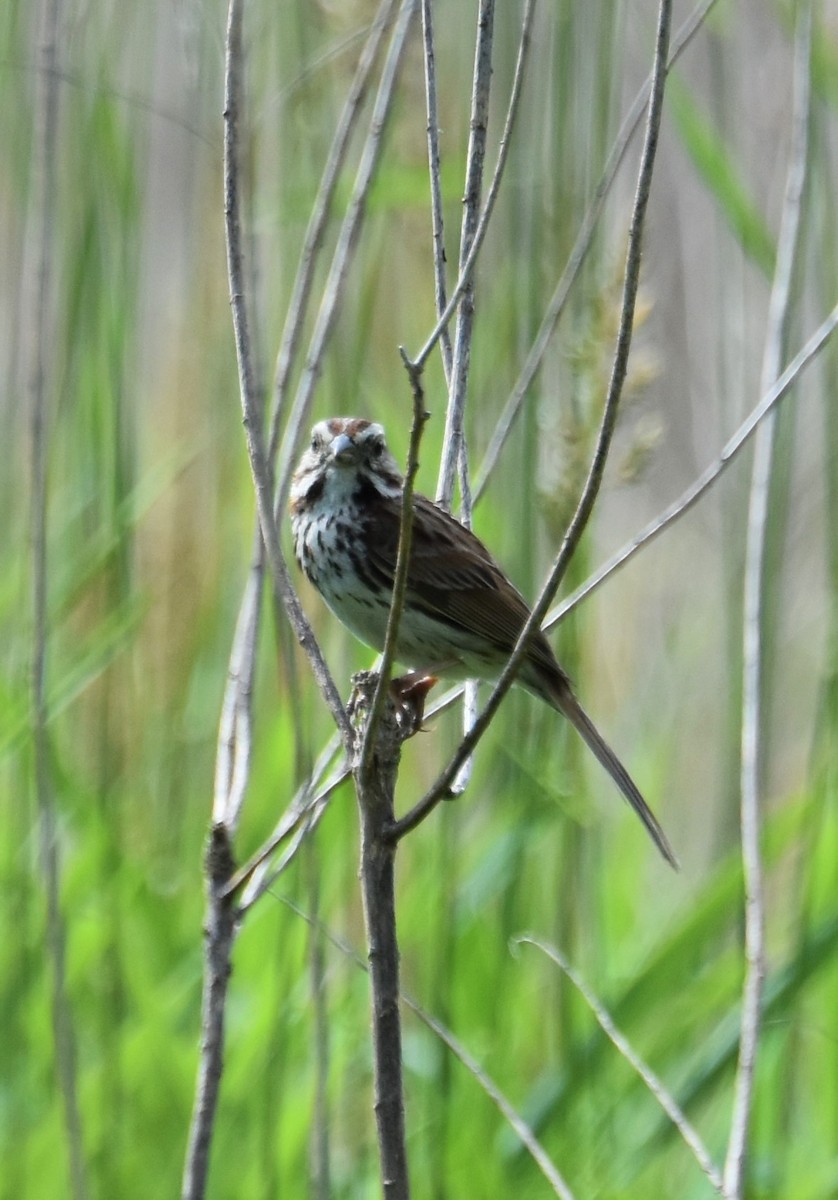 Song Sparrow (melodia/atlantica) - ML620645842