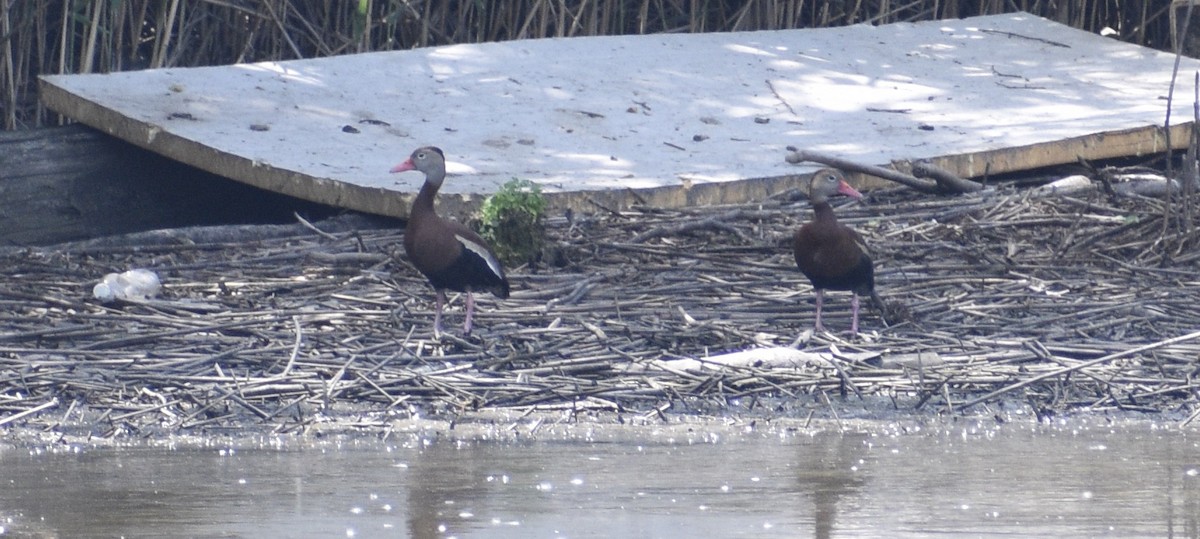 Black-bellied Whistling-Duck - ML620645844