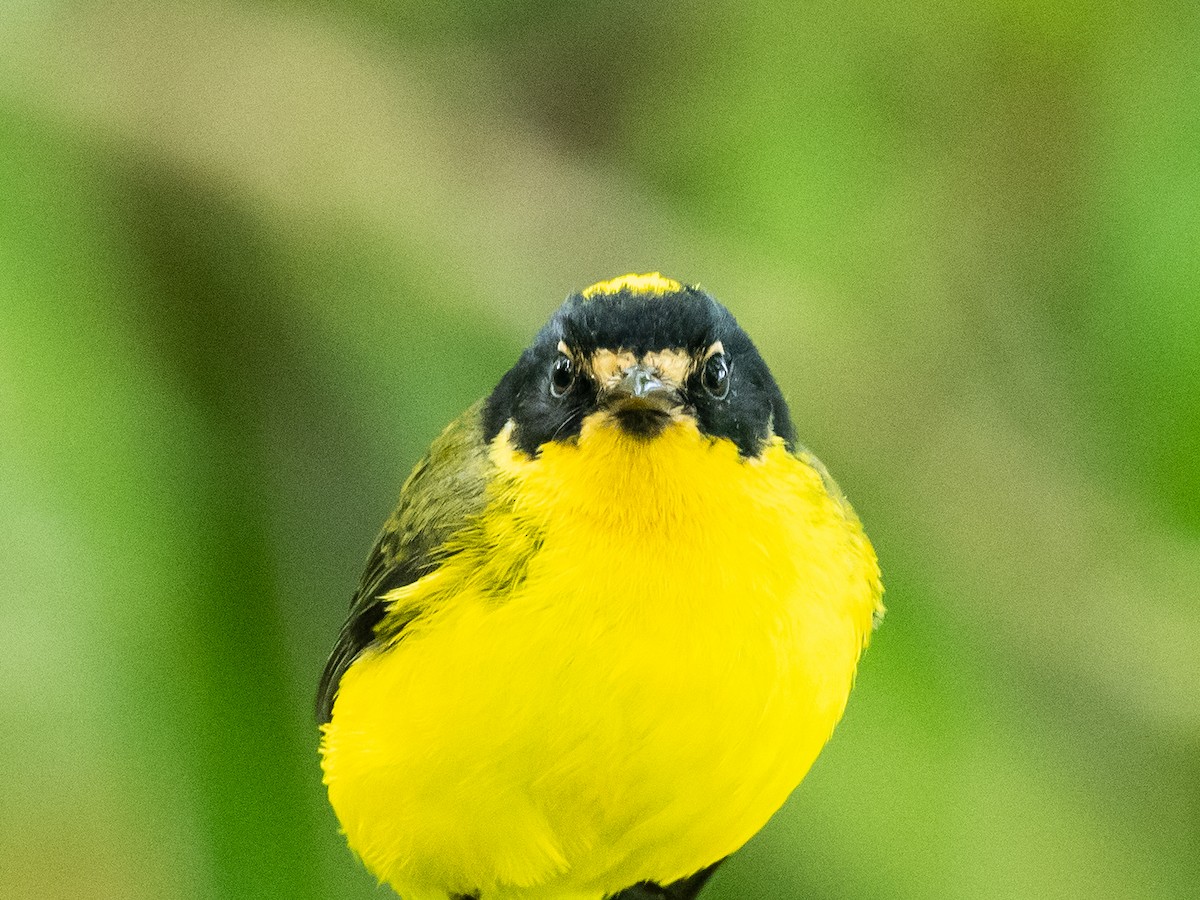 Yellow-crowned Redstart - ML620645848