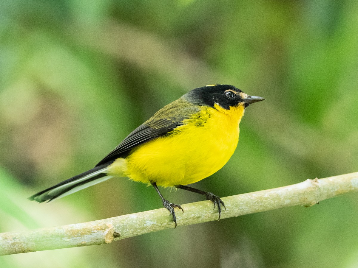 Yellow-crowned Redstart - ML620645849