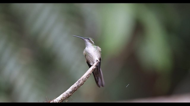 Colibri vert-d'eau - ML620645861