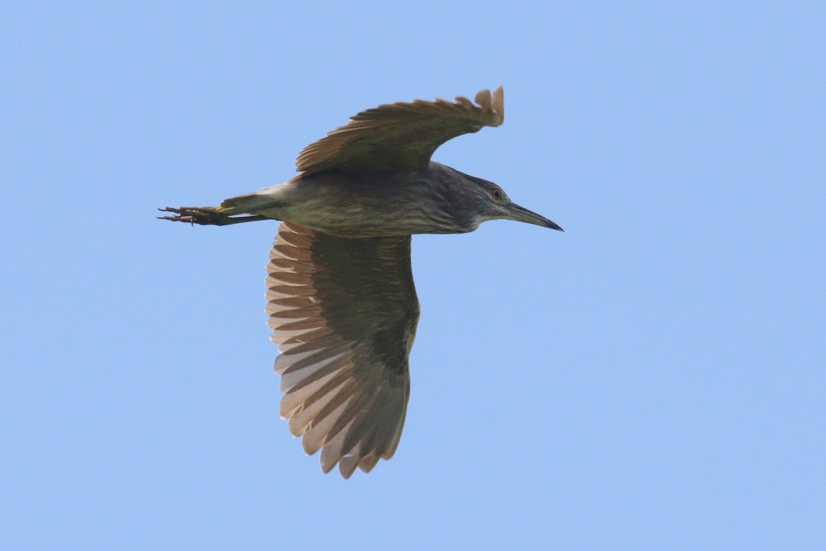 Black-crowned Night Heron - ML620645862