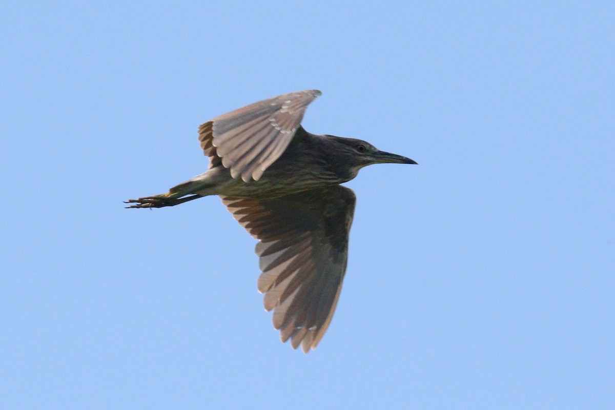 Black-crowned Night Heron - ML620645863